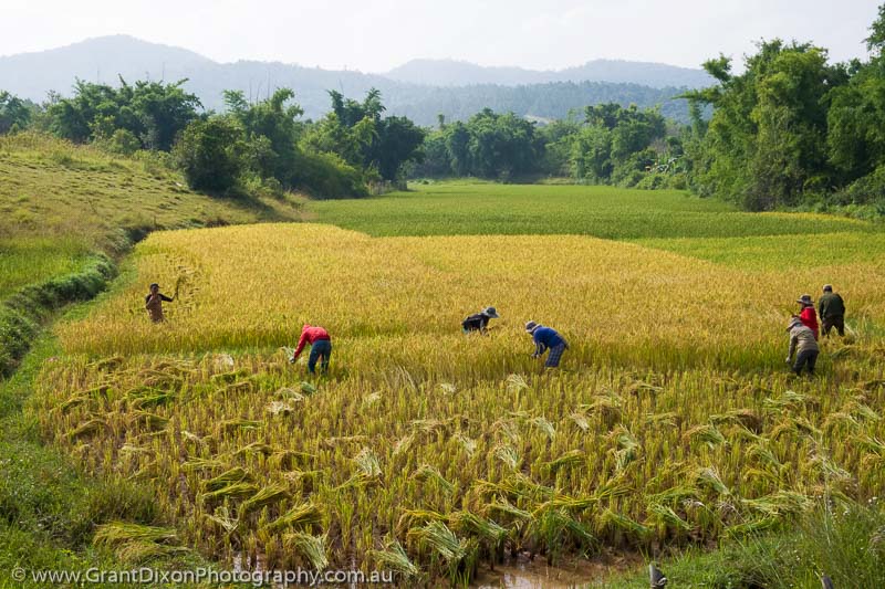 image of Xieng Khuang rice harvest